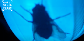 #share zu 'Fabeln: die Fliege, die Frau, das Glühwürmchen, d
